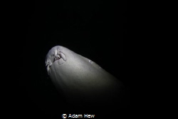 Night dive at Alimatha Maldives, a lot of huge nurse shar... by Adam Hew 
